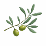 olive branch transparent