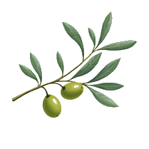 olive branch transparent